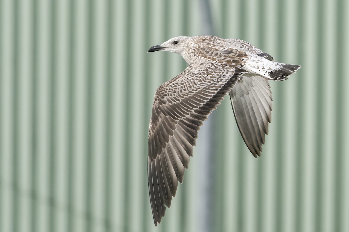 Lesser Black-backed Gull - ML645332734
