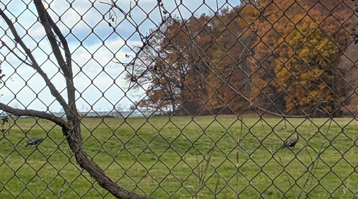 krocan divoký - ML645332740