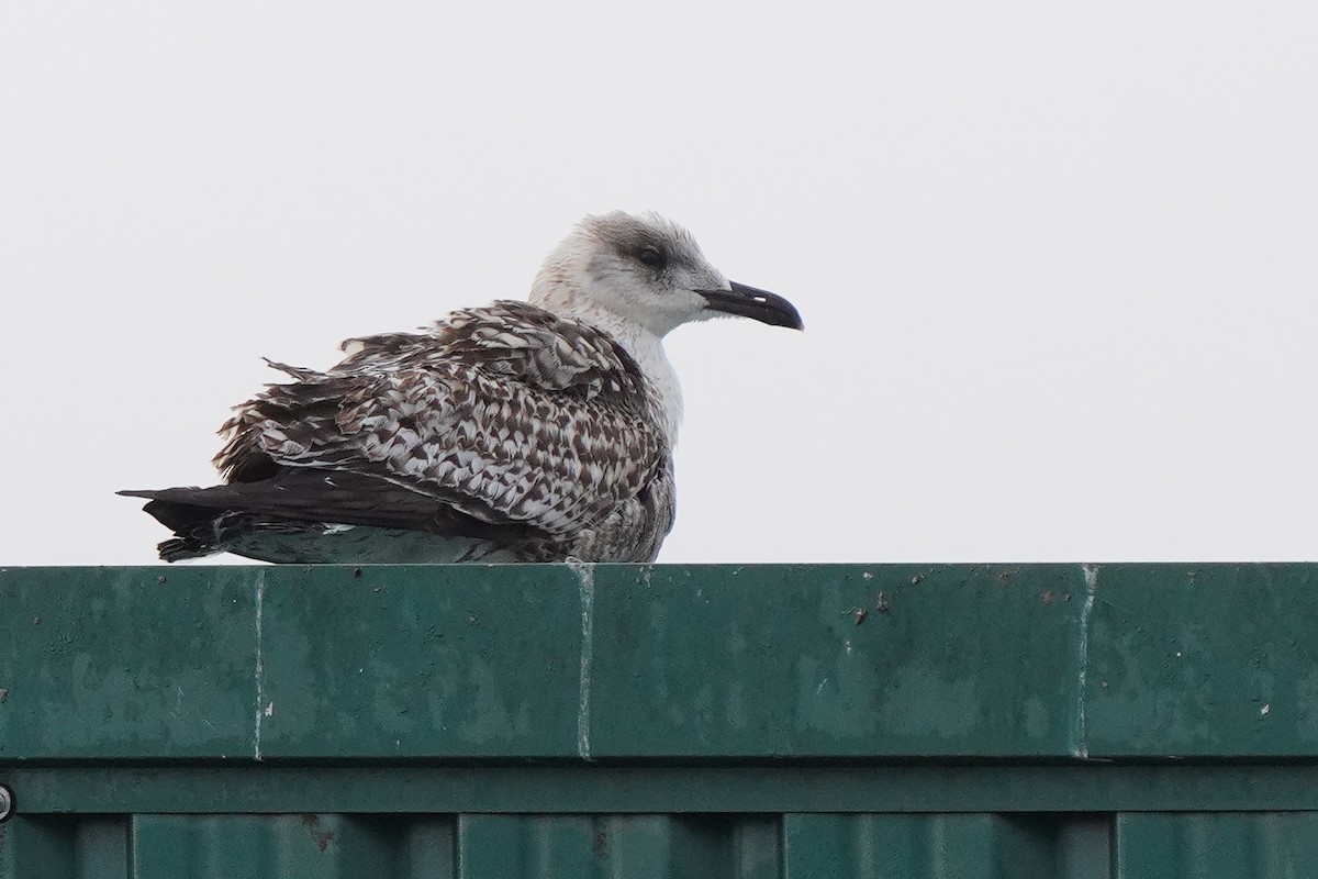 Lesser Black-backed Gull - ML645332742