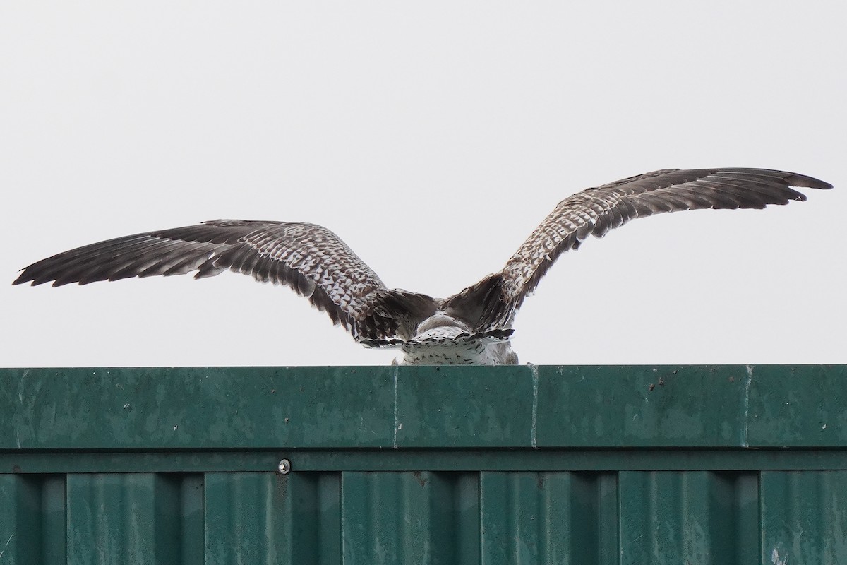 Lesser Black-backed Gull - ML645332743