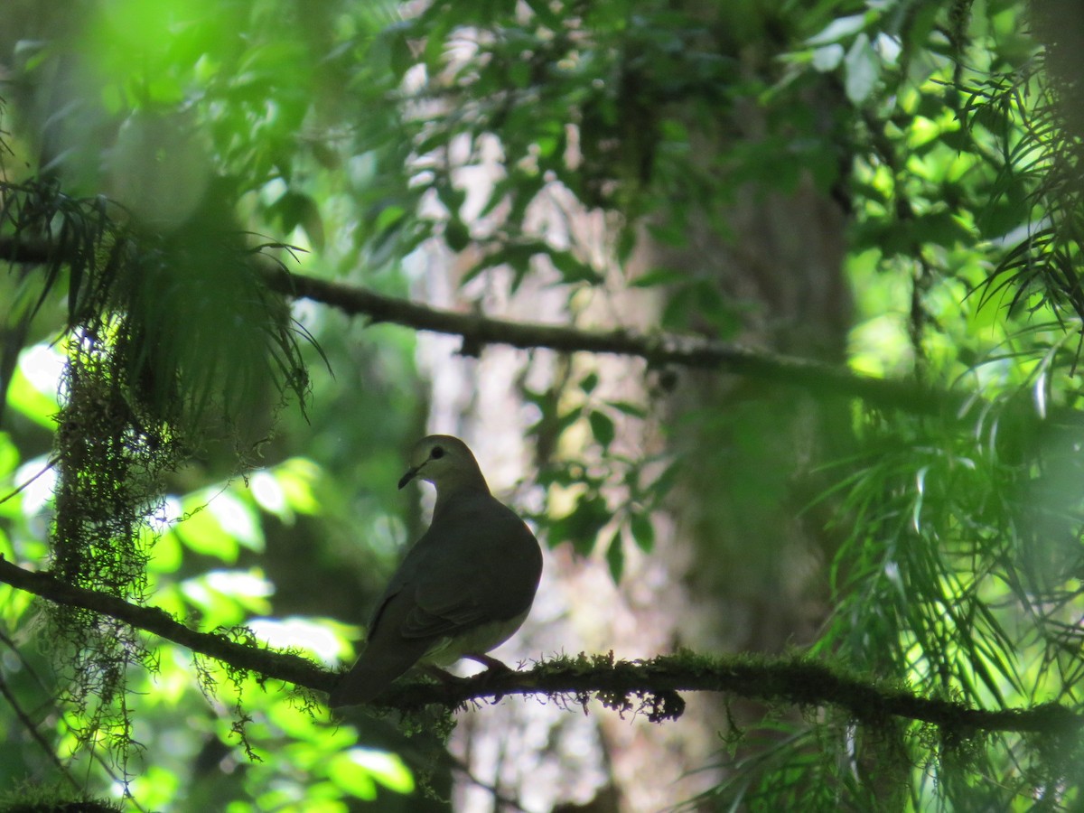 Colombe à face blanche - ML645332744