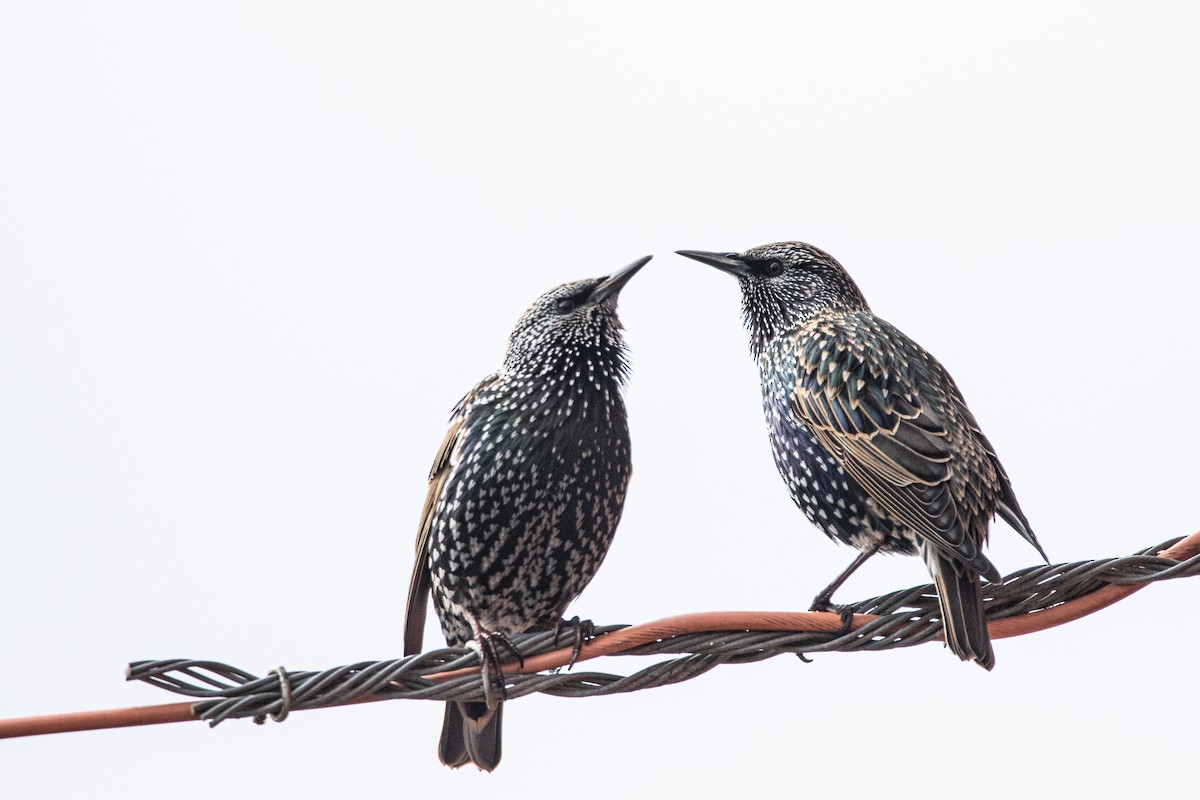 špaček obecný - ML645332746