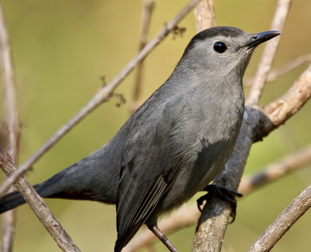 Gray Catbird - ML645332749