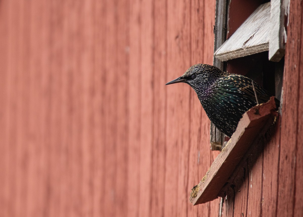 špaček obecný - ML645332759