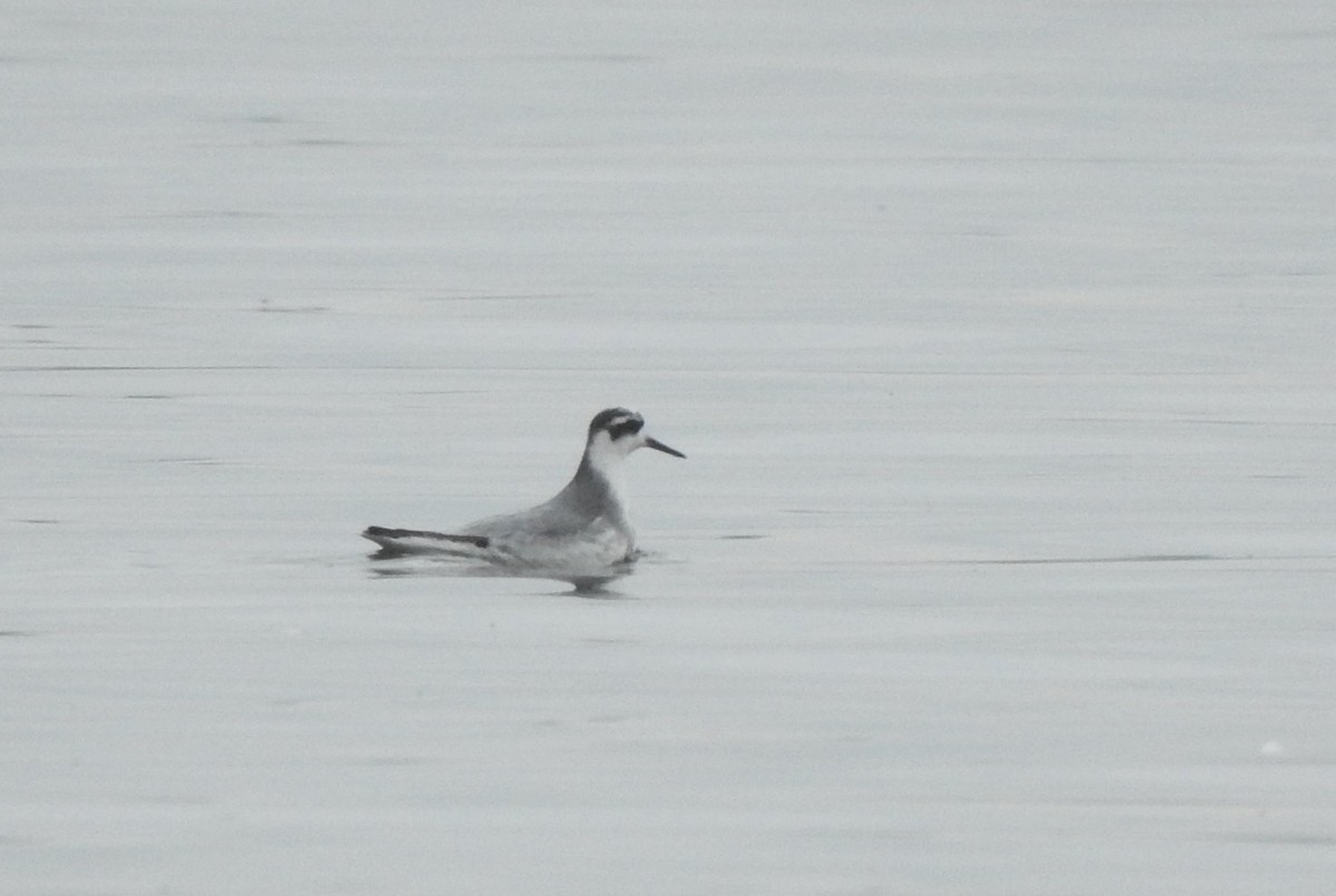 Red Phalarope - ML645332762