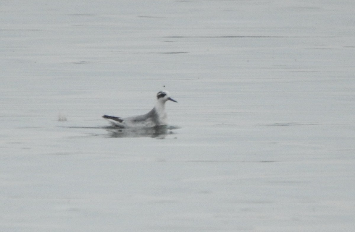 Red Phalarope - ML645332771
