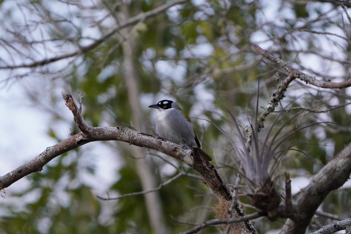 Black-crowned Palm-Tanager - ML645332772