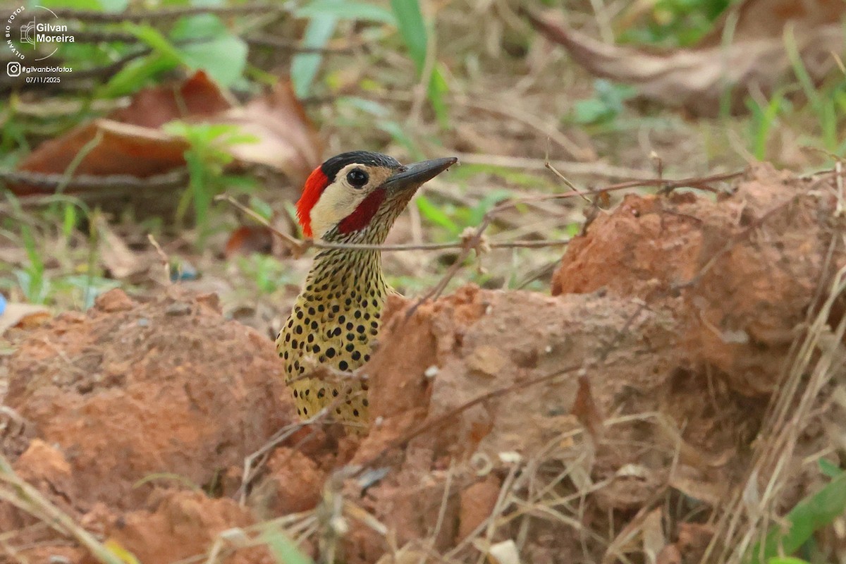 Grünbindenspecht - ML645332773