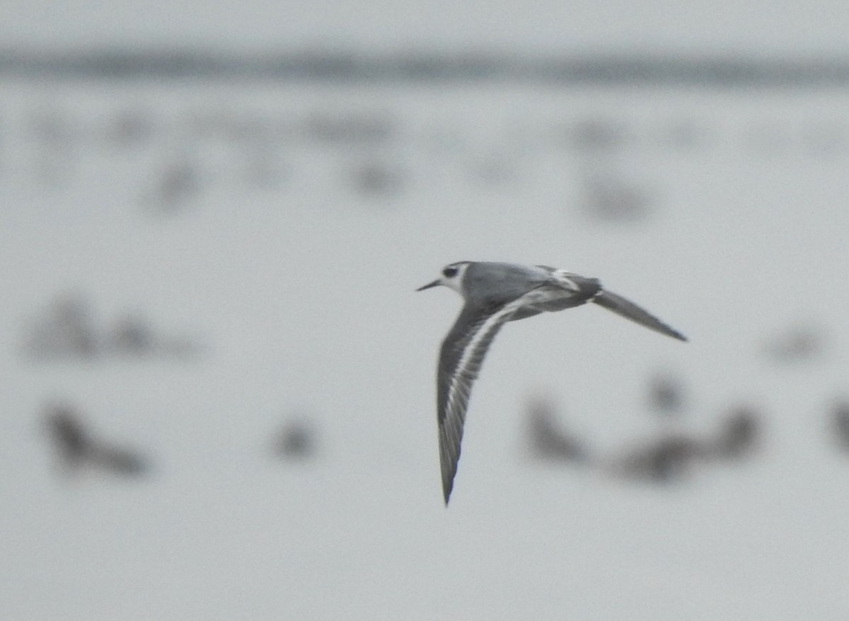 Red Phalarope - ML645332775