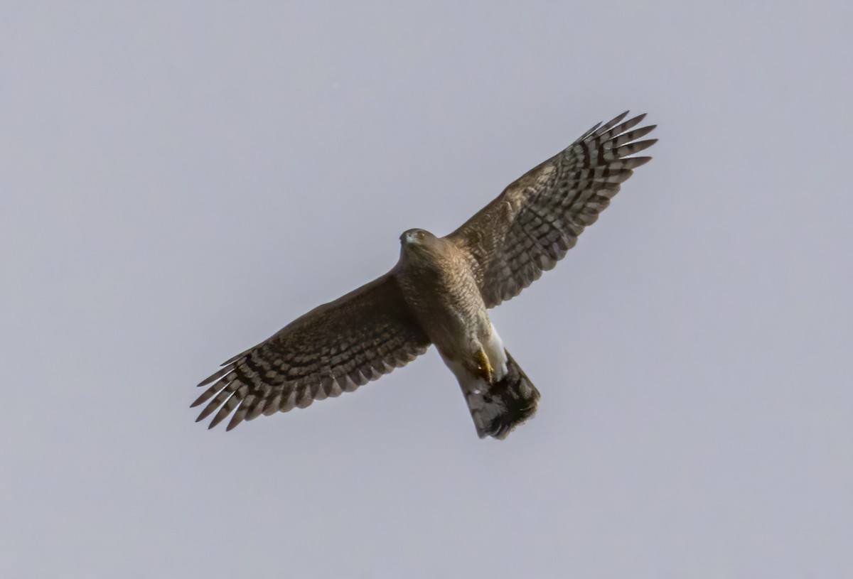 Cooper's Hawk - ML645332777