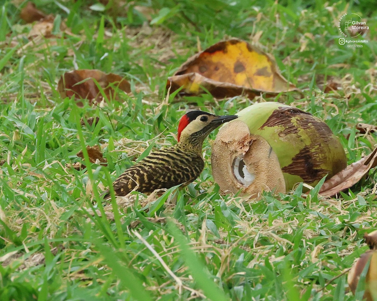 Grünbindenspecht - ML645332778