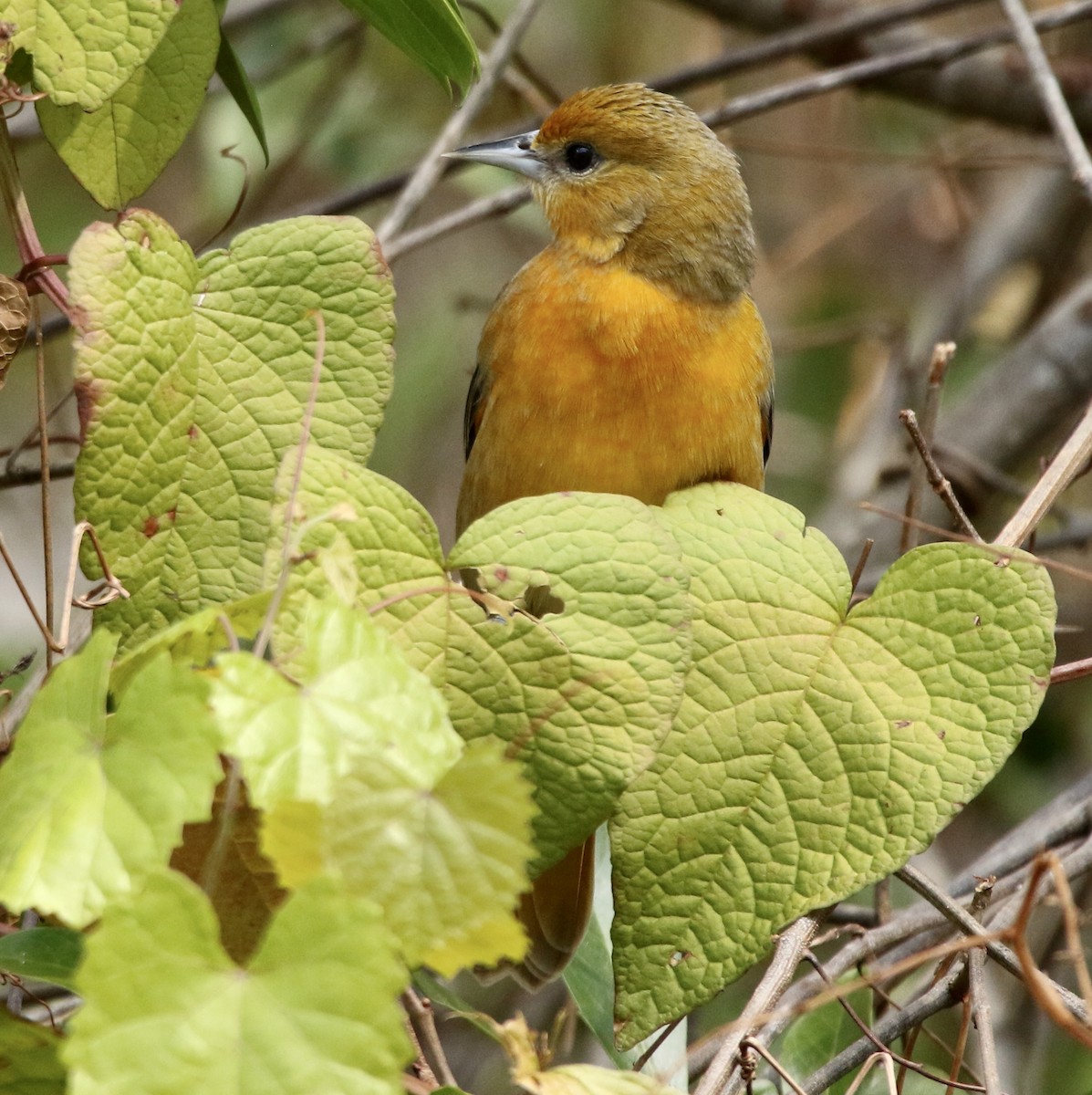 Балтиморский трупиал - ML645332793