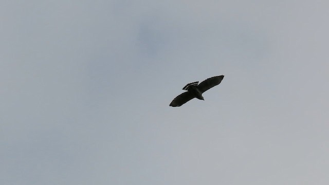 ハイイロノスリ - ML645332796