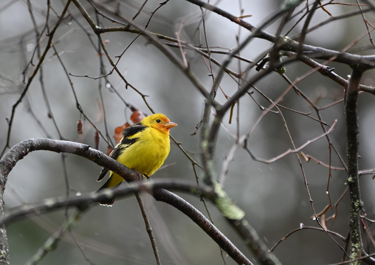 Western Tanager - ML645332797