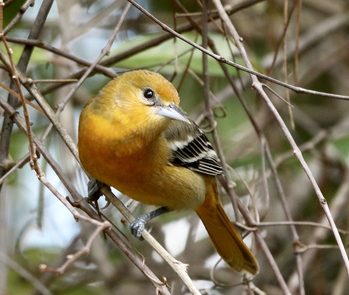 Балтиморский трупиал - ML645332805