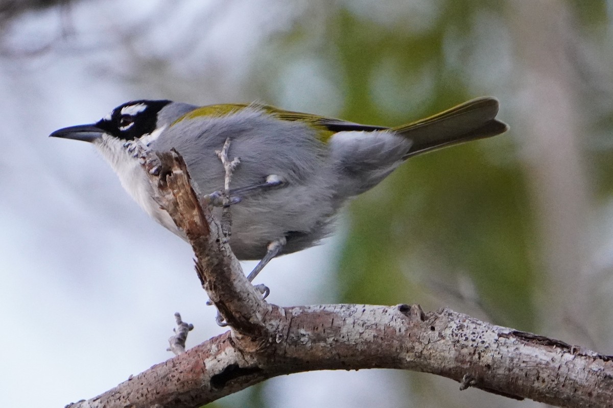 Black-crowned Palm-Tanager - ML645332806