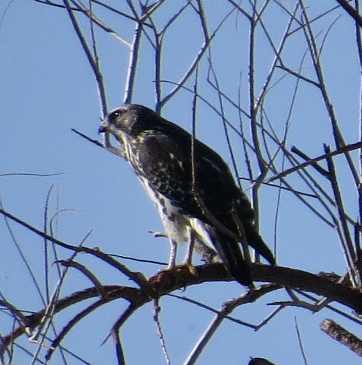 Канюк ширококрилий - ML645332819