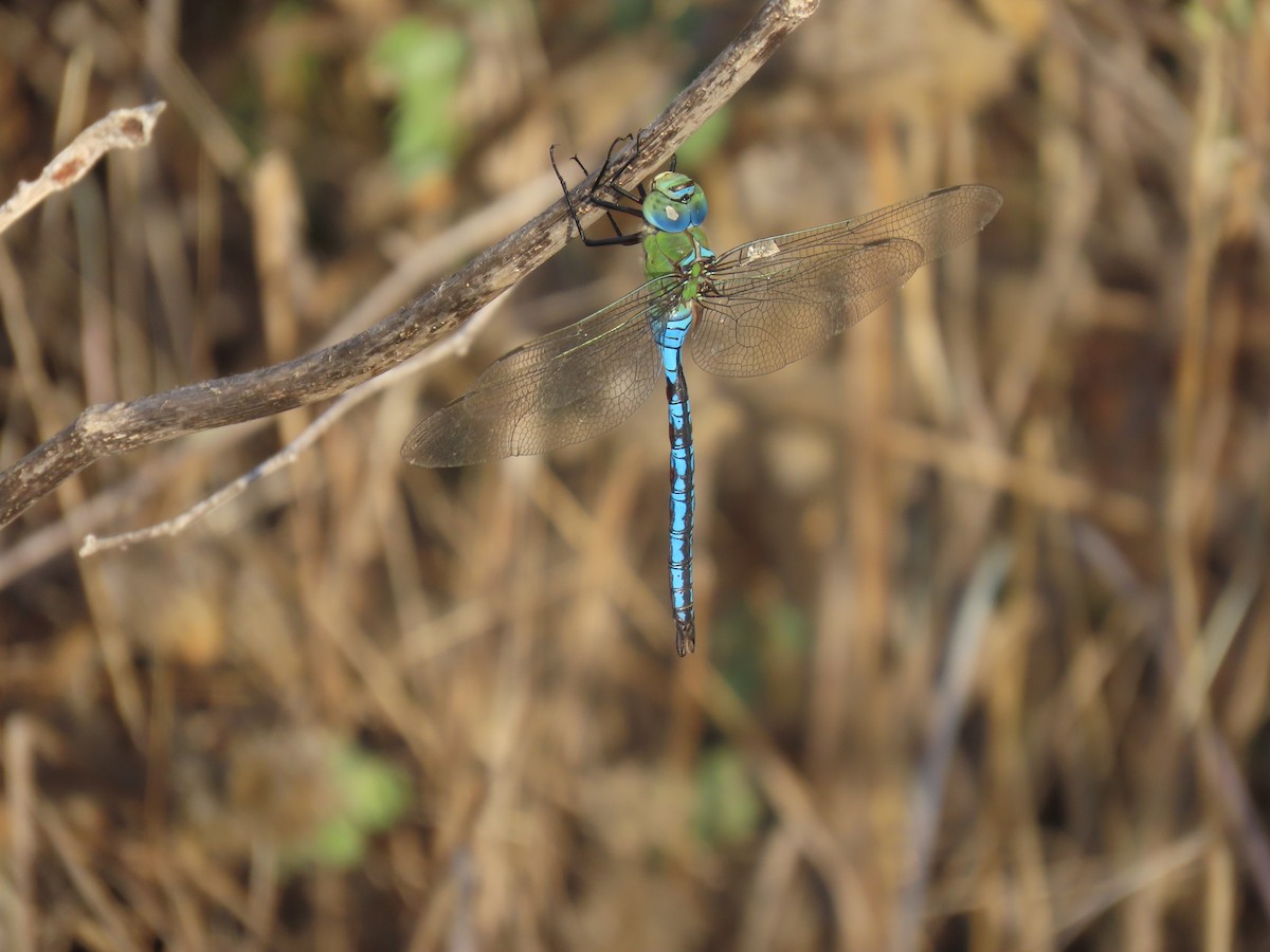Blue Emperor - ML645332820