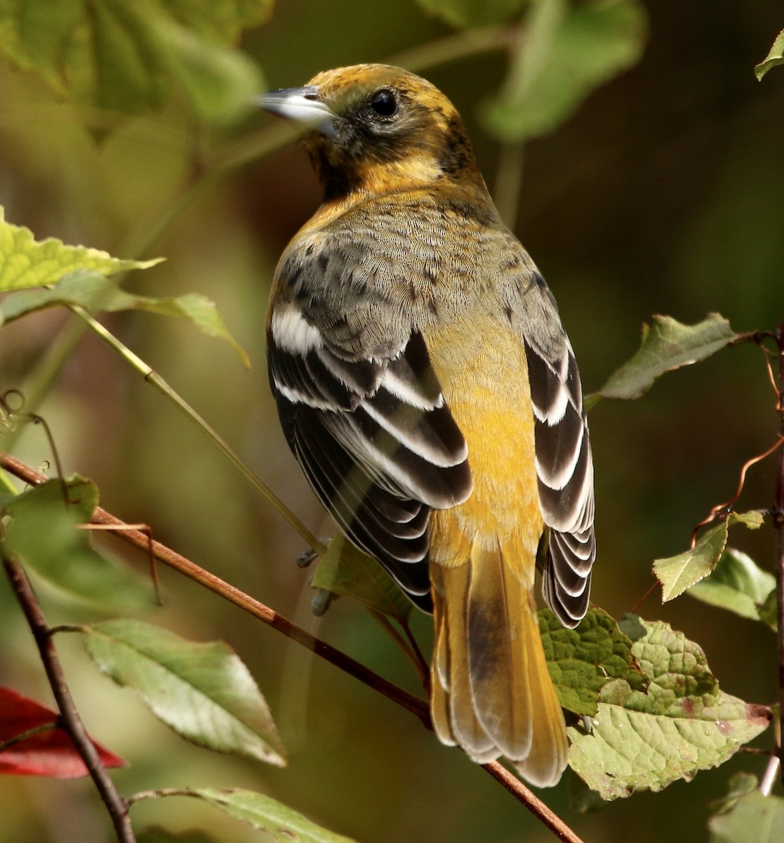 Балтиморский трупиал - ML645332821