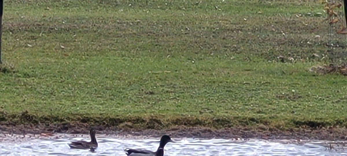 Mallard - ML645332822