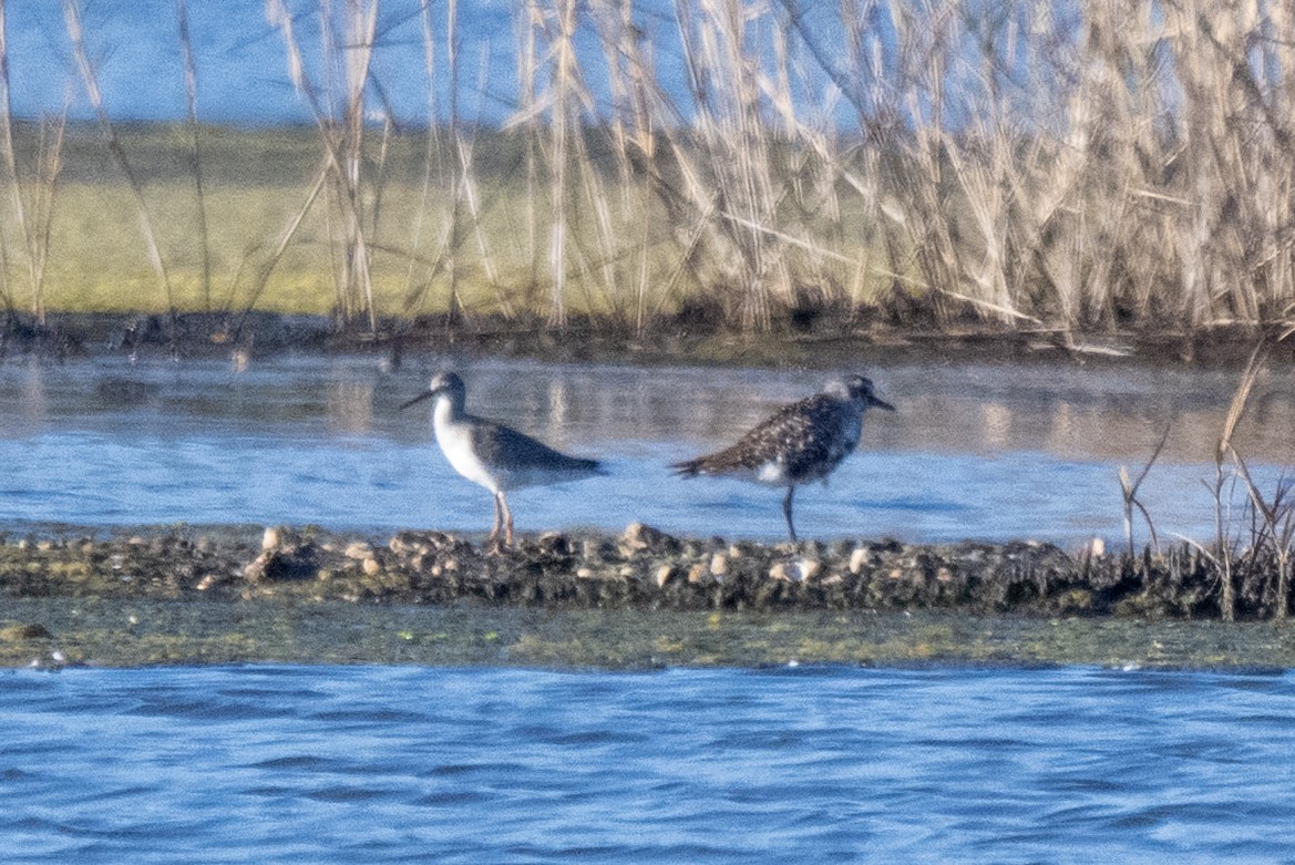 Marsh Sandpiper - ML645332823