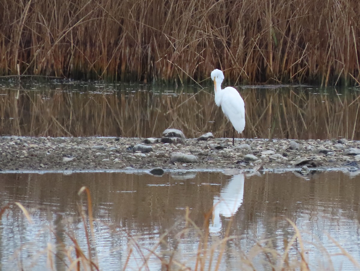 Great Egret - ML645332831