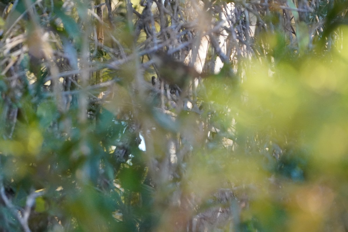 Eastern Chat-Tanager - ML645332834
