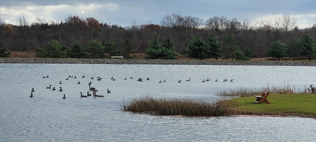 Canada Goose - ML645332842