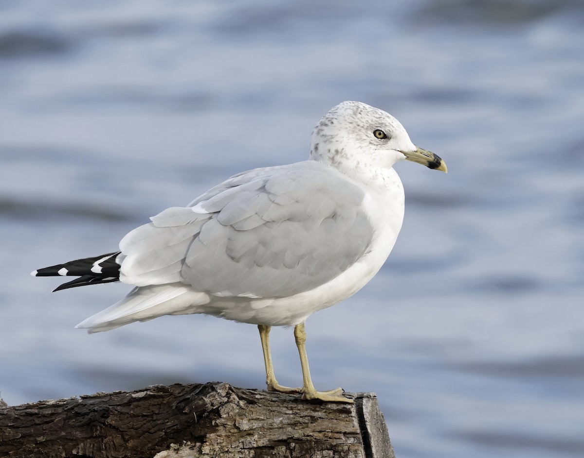 Ring-billed Gull - ML645332845