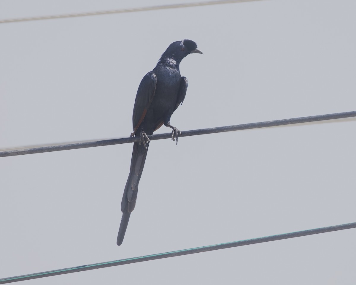 Bristle-crowned Starling - ML645332854
