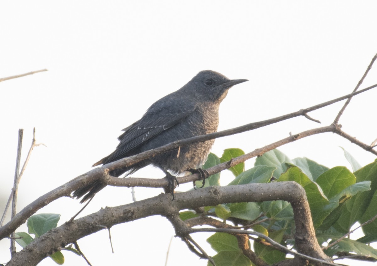 Blue Rock-Thrush - ML645332855