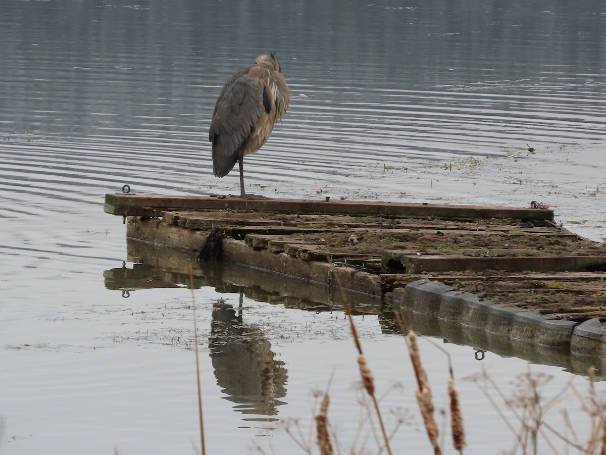 Great Blue Heron - ML645332857