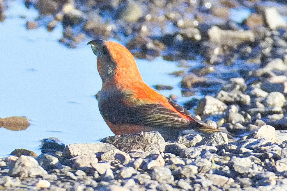 Red Crossbill - ML645332859