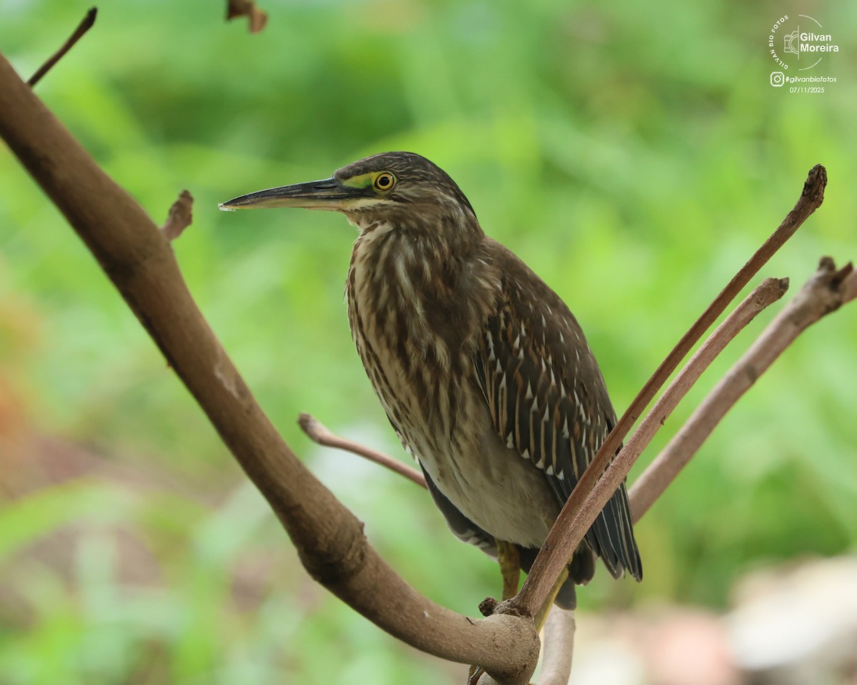 Striated Heron - ML645332862