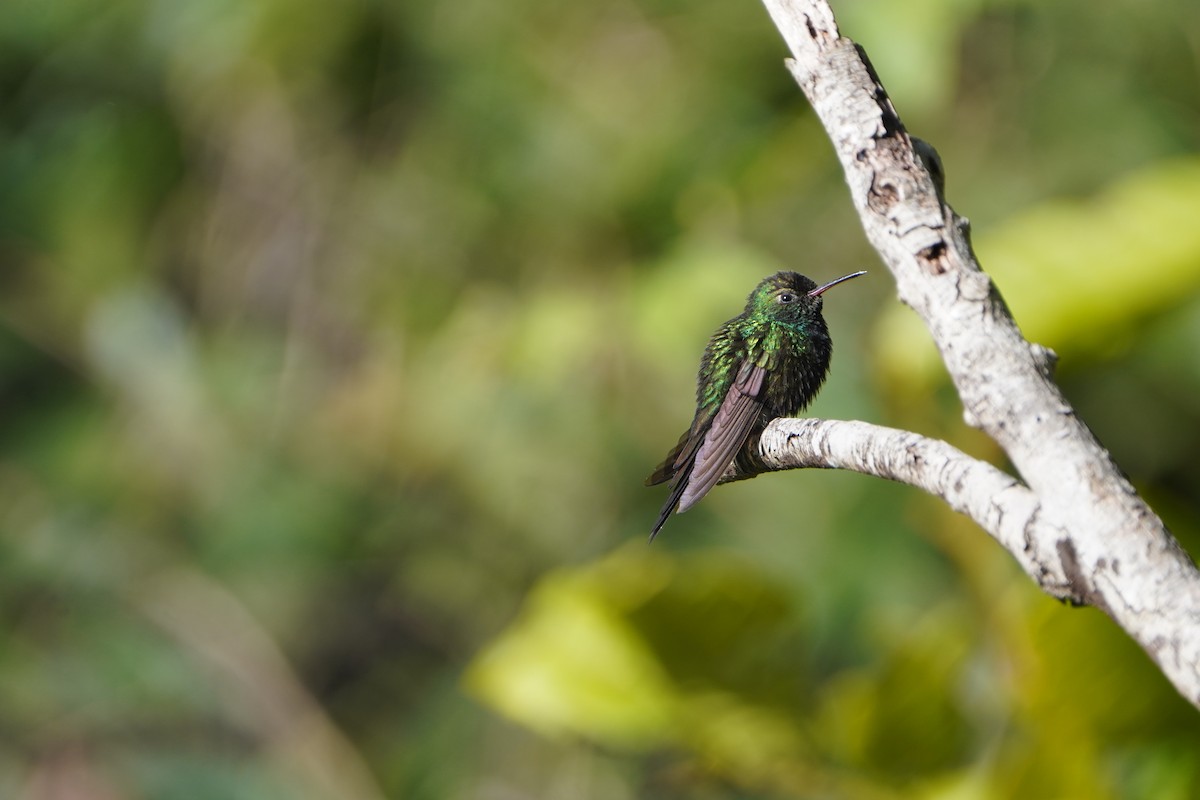Hispaniolan Emerald - ML645332863