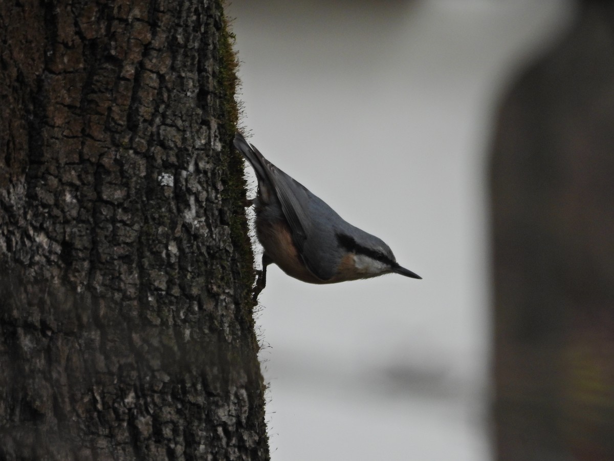 Повзик звичайний - ML645332866
