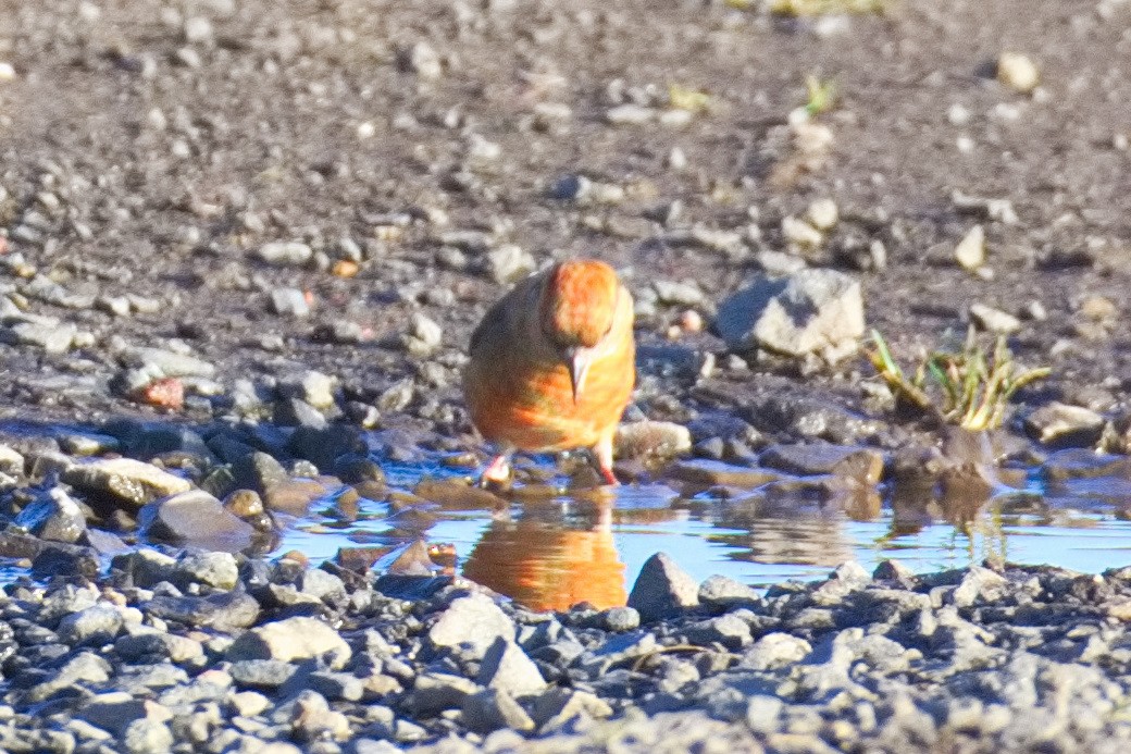 Red Crossbill - ML645332871