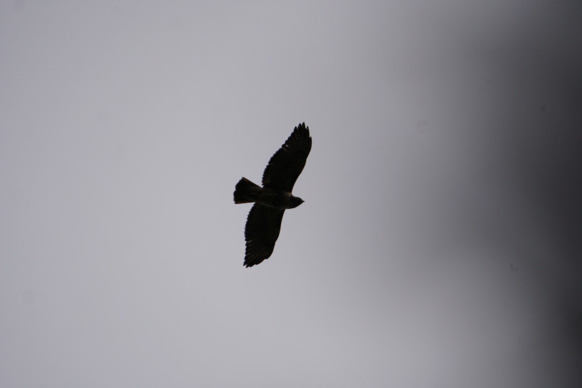 Red-tailed Hawk - ML645332882