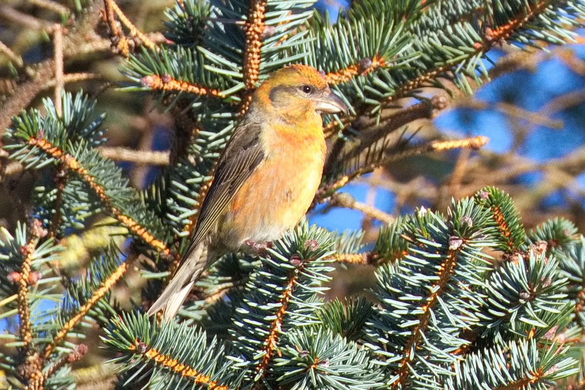 Red Crossbill - ML645332887