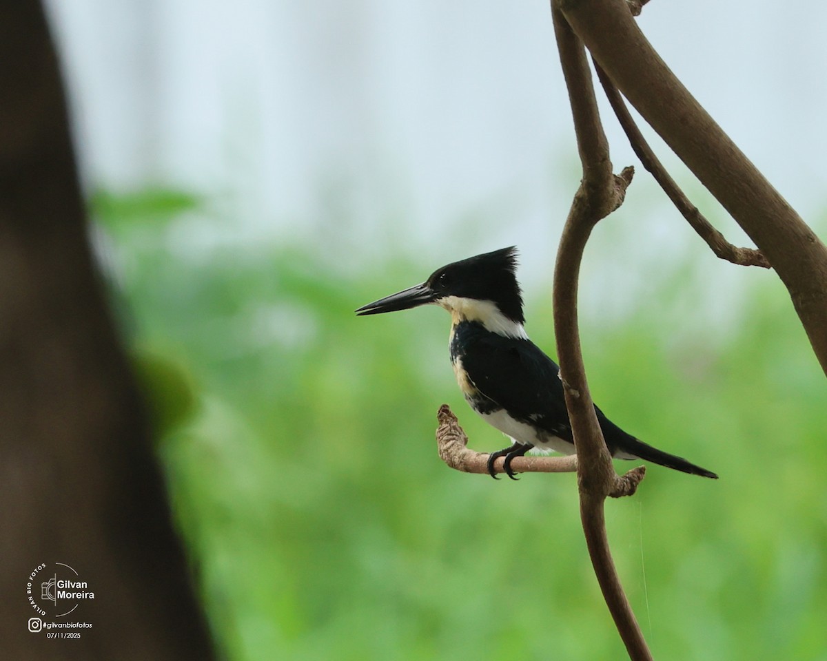 Green Kingfisher - ML645332890