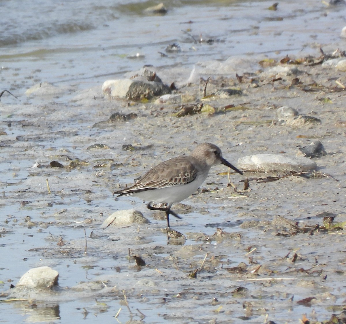 Dunlin - ML645332904