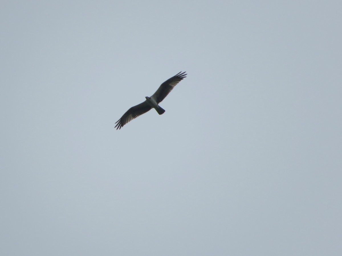 Osprey - ML645332906