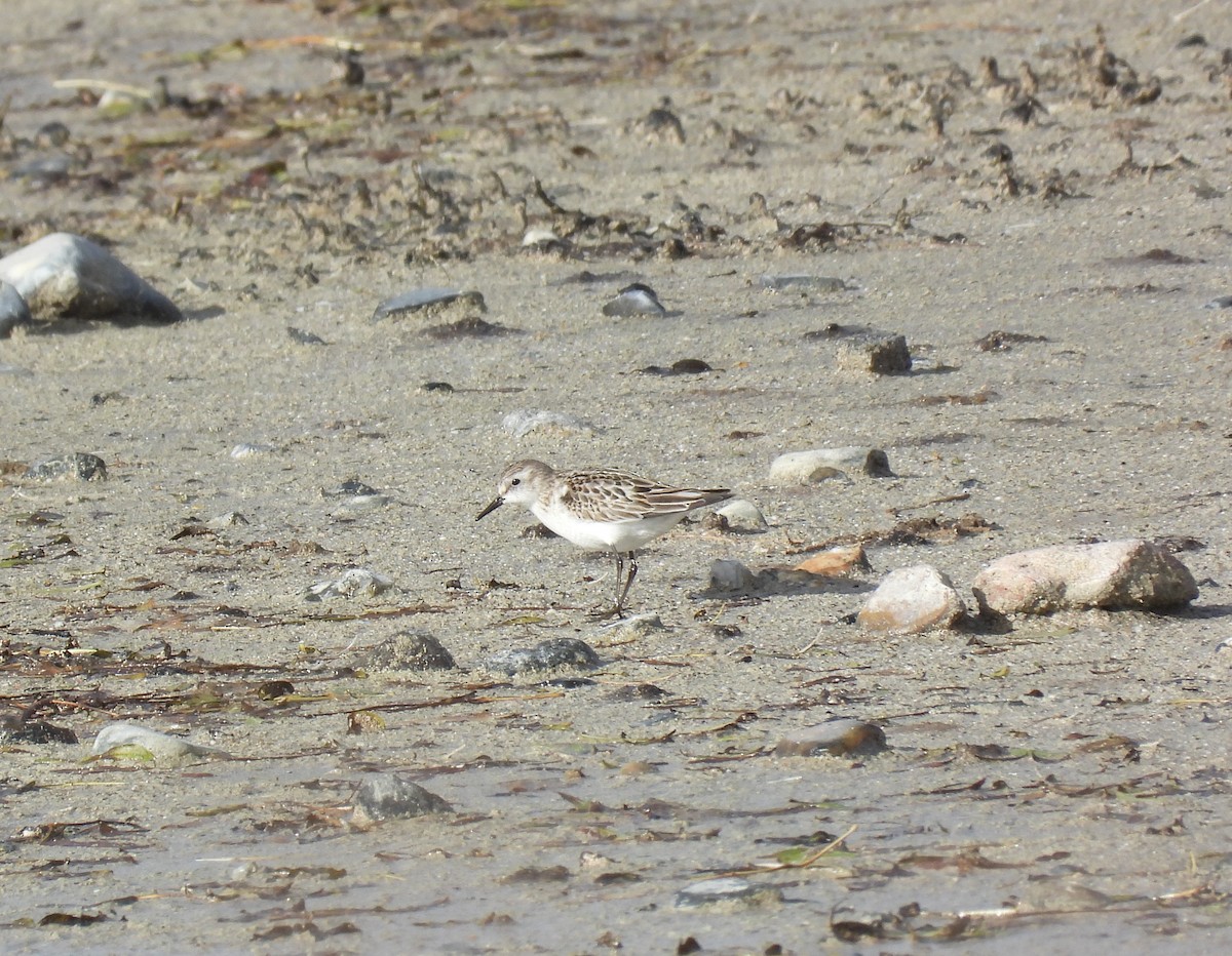 Küçük Kumkuşu - ML645332912