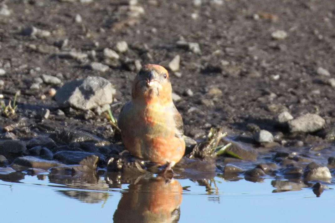 Red Crossbill - ML645332918