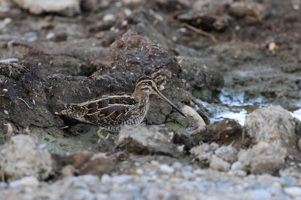 Common Snipe - ML645332920