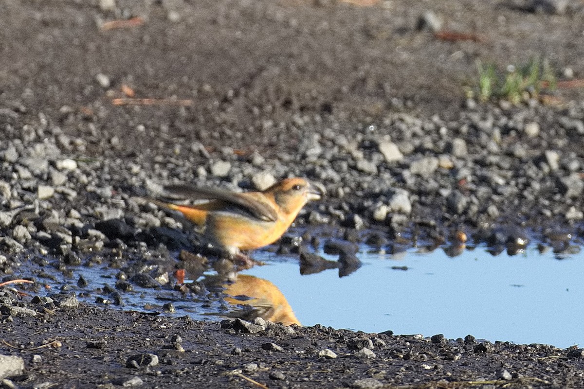 Red Crossbill - ML645332923