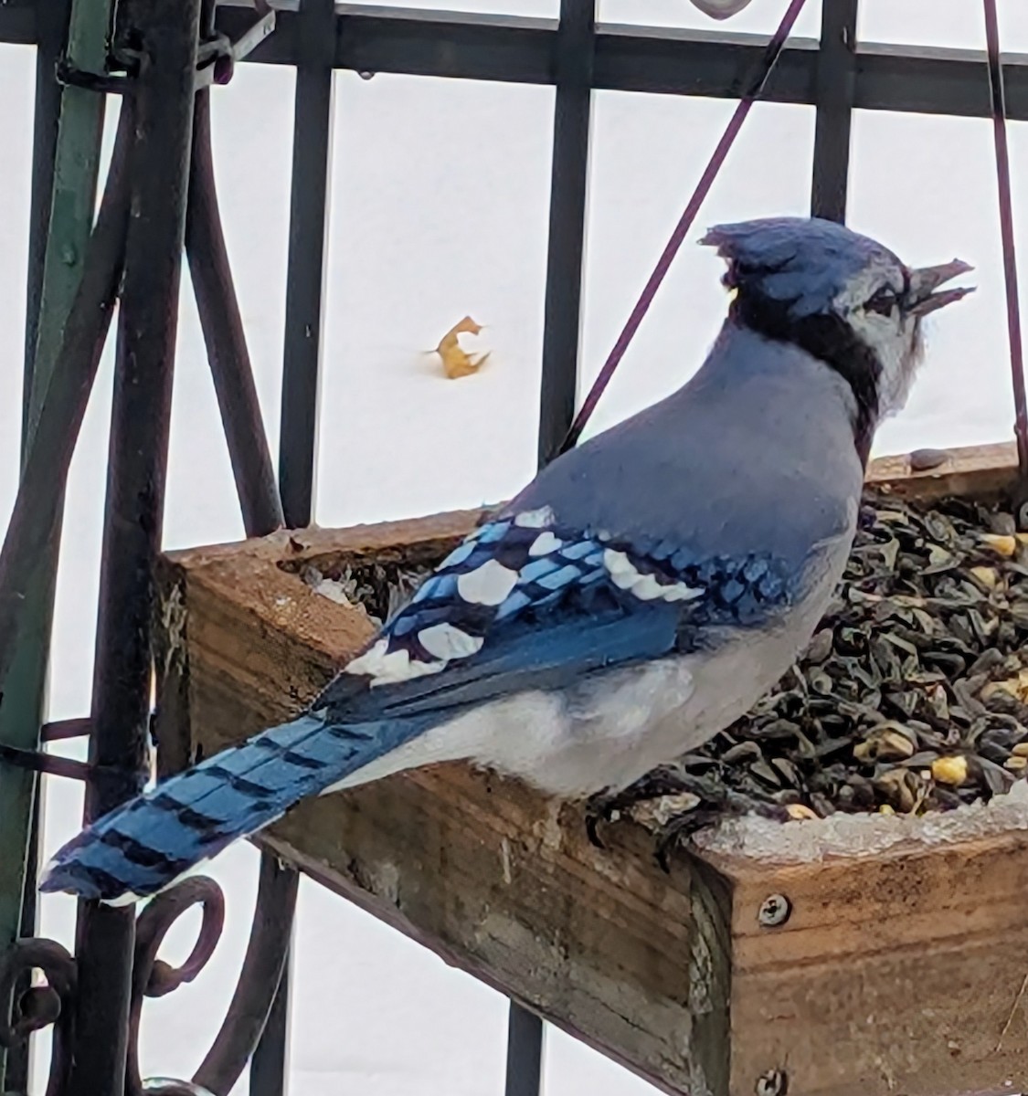 Blue Jay - ML645332924