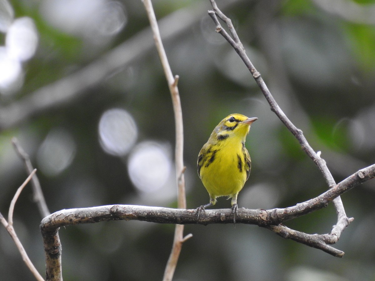 Prairie Warbler - ML645332936