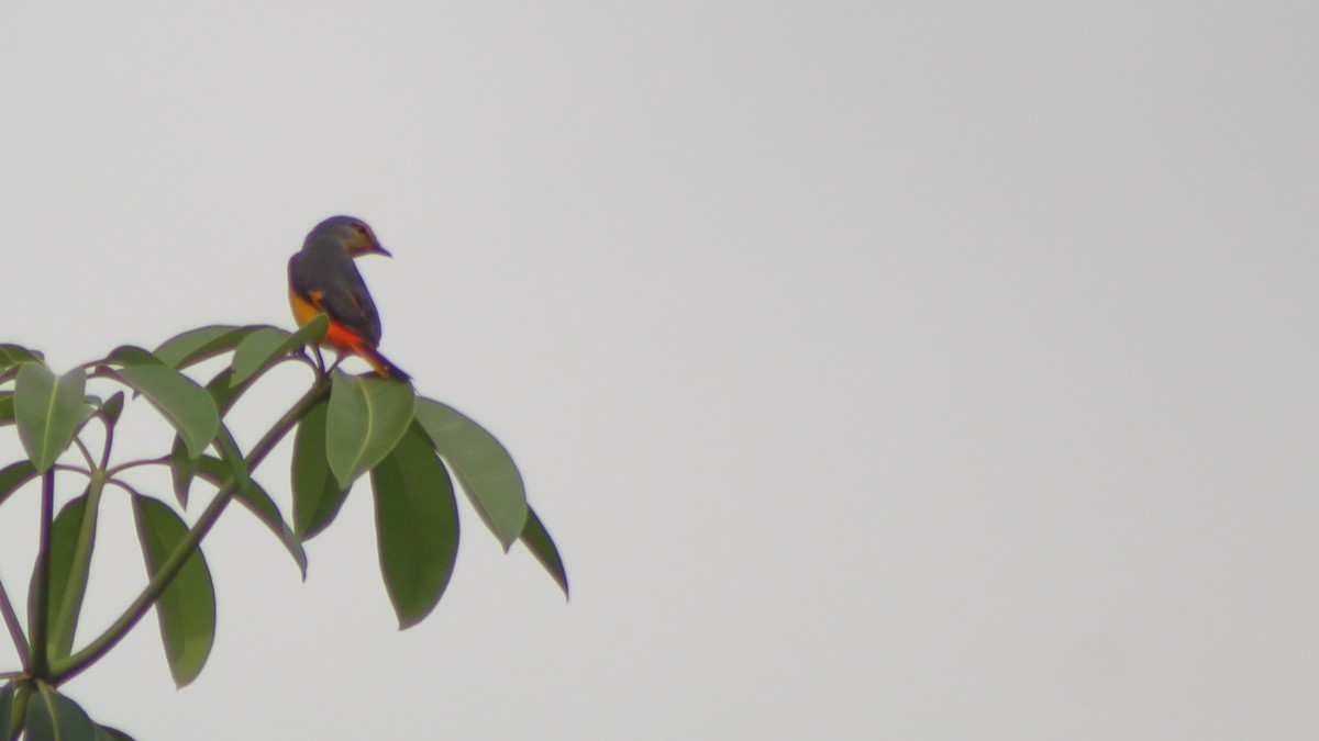 Fiery Minivet - ML645332960