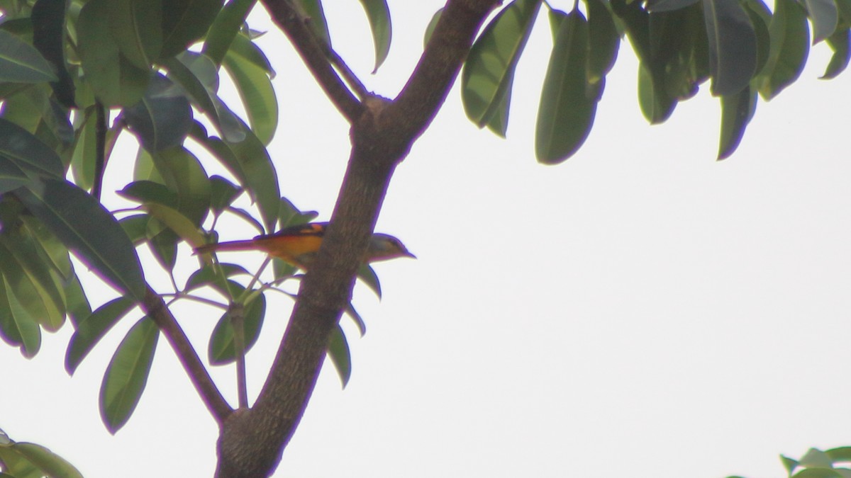 Fiery Minivet - ML645332961